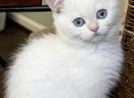 Cloud - British Shorthair Kitten For Sale - Fairfax&comma; VA&comma; US