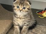 Lovey Female Scottish Fold - Scottish Fold Kitten For Sale - Tampa&comma; FL&comma; US