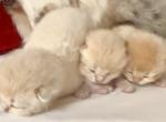 3 Flkitten1 - British Shorthair Kitten For Sale - Parkland&comma; FL&comma; US