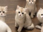 Pepper - British Shorthair Kitten For Sale - Fairfax&comma; VA&comma; US