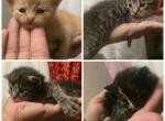 Domestic long hair kittens - American Longhair Kitten For Sale - Germantown&comma; MD&comma; US