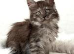 Stormi - Maine Coon Kitten For Sale - Reisterstown&comma; MD&comma; US
