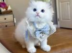 Pearl - Ragdoll Kitten For Sale - Fontana&comma; CA&comma; US