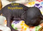 The Enchanted Litter - Sphynx Kitten For Sale - Sidney&comma; NE&comma; US