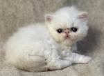 MIL20 CFA Flame Point Male - Himalayan Kitten For Sale - Lacey&comma; WA&comma; US