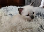 Siamese Female - Siamese Kitten For Sale - Willington&comma; CT&comma; US
