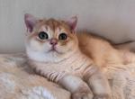 Ginger - British Shorthair Kitten For Sale - San Mateo&comma; CA&comma; US
