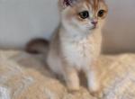 Pepe - British Shorthair Kitten For Sale - San Mateo&comma; CA&comma; US