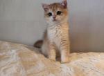 Vineta - British Shorthair Kitten For Sale - San Mateo&comma; CA&comma; US