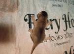 Blue is for Boys - Abyssinian Kitten For Sale - Plymouth&comma; WI&comma; US