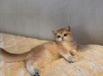 Vineta - British Shorthair Kitten For Sale - San Mateo&comma; CA&comma; US