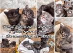 The Big Paw Club - Maine Coon Kitten For Sale - Round Rock&comma; TX&comma; US