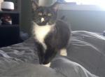 Himayalan Russian Blue Mix - Domestic Kitten For Sale - 