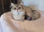 Jujia - British Shorthair Kitten For Sale - San Mateo&comma; CA&comma; US