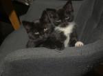 Three Kittens Available - Himalayan Kitten For Sale - 