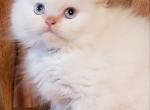 Faith's babies - Ragdoll Kitten For Sale - Howell&comma; MI&comma; US