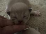Reserved seal mink mitted KATS RAVISHING RAGDOLLS - Ragdoll Kitten For Sale - Lancaster&comma; PA&comma; US