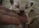 RESERVED 1 available kats ravishing ragdolls - Ragdoll Kitten For Sale - Lancaster&comma; PA&comma; US