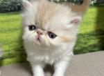 Woody - Persian Kitten For Sale - 