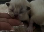 1 female kitten Kats Ravishing Ragdolls - Ragdoll Kitten For Sale - Lancaster&comma; PA&comma; US