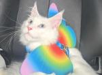 Blizzard BlueEyes - Maine Coon Kitten For Sale - Renton&comma; WA&comma; US