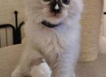 Charlie - Ragdoll Kitten For Sale - Sacramento&comma; CA&comma; US