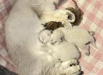 New Babies - British Shorthair Kitten For Sale - Federal Way&comma; WA&comma; US