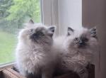 Milo and willows - Ragdoll Kitten For Sale - Marysville&comma; WA&comma; US