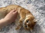 Peach - British Shorthair Cat For Sale - Kissimmee&comma; FL&comma; US
