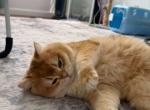 Peach - British Shorthair Cat For Sale - Kissimmee&comma; FL&comma; US