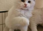 Jamie - Ragdoll Kitten For Sale - Sacramento&comma; CA&comma; US