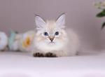 Halva - Siberian Kitten For Sale - Pembroke Pines&comma; FL&comma; US