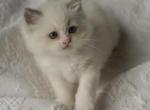 Snowflake - Ragdoll Kitten For Sale - McKinney&comma; TX&comma; US