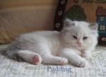 Pudding - Ragdoll Kitten For Sale - McKinney&comma; TX&comma; US