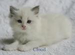 Cloud - Ragdoll Kitten For Sale - Chesterfield&comma; MO&comma; US