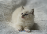 Cookie - Ragdoll Kitten For Sale - 