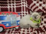 Lavender 1 Female - Siamese Kitten For Sale - 