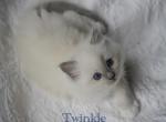 Twinkle - Ragdoll Kitten For Sale - IL&comma; US