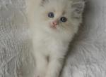 Puff - Ragdoll Kitten For Sale - IL&comma; US