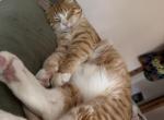 Pilo - Domestic Cat For Adoption - Great Falls&comma; VA&comma; US
