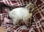 Siamese F Seal Point - Siamese Kitten For Sale - 