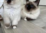 Birman Archie - Birman Kitten For Sale - 