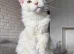 Favorite - Maine Coon Kitten For Sale - Las Vegas&comma; NV&comma; US