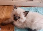 black collar - Ragdoll Kitten For Sale - Kerrville&comma; TX&comma; US