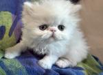 Persian exotic longhair male - Persian Kitten For Sale - Palm Coast&comma; FL&comma; US