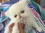 Persian solid white female exotic - Persian Kitten For Sale - Palm Coast&comma; FL&comma; US