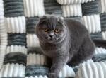 Felisia - Scottish Fold Kitten For Sale - New York&comma; NY&comma; US
