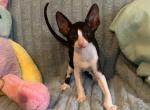 Black White Boy SOLD - Cornish Rex Kitten For Sale - 