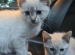 Lynx point siamese kittens - Siamese Kitten For Sale - Algonquin&comma; IL&comma; US