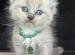 Green Collar - Ragdoll Kitten For Sale - Meadville&comma; PA&comma; US